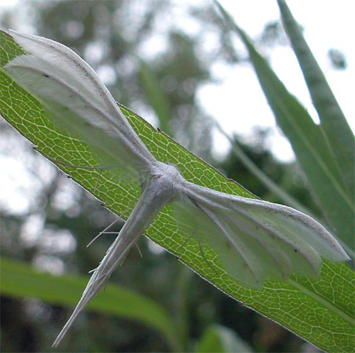 Pterophoridae