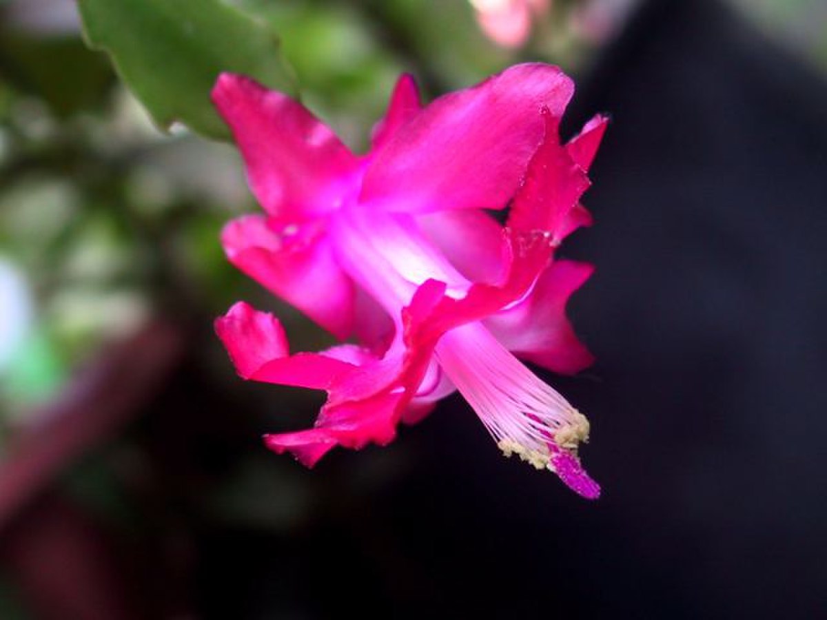 Schlumbergera
