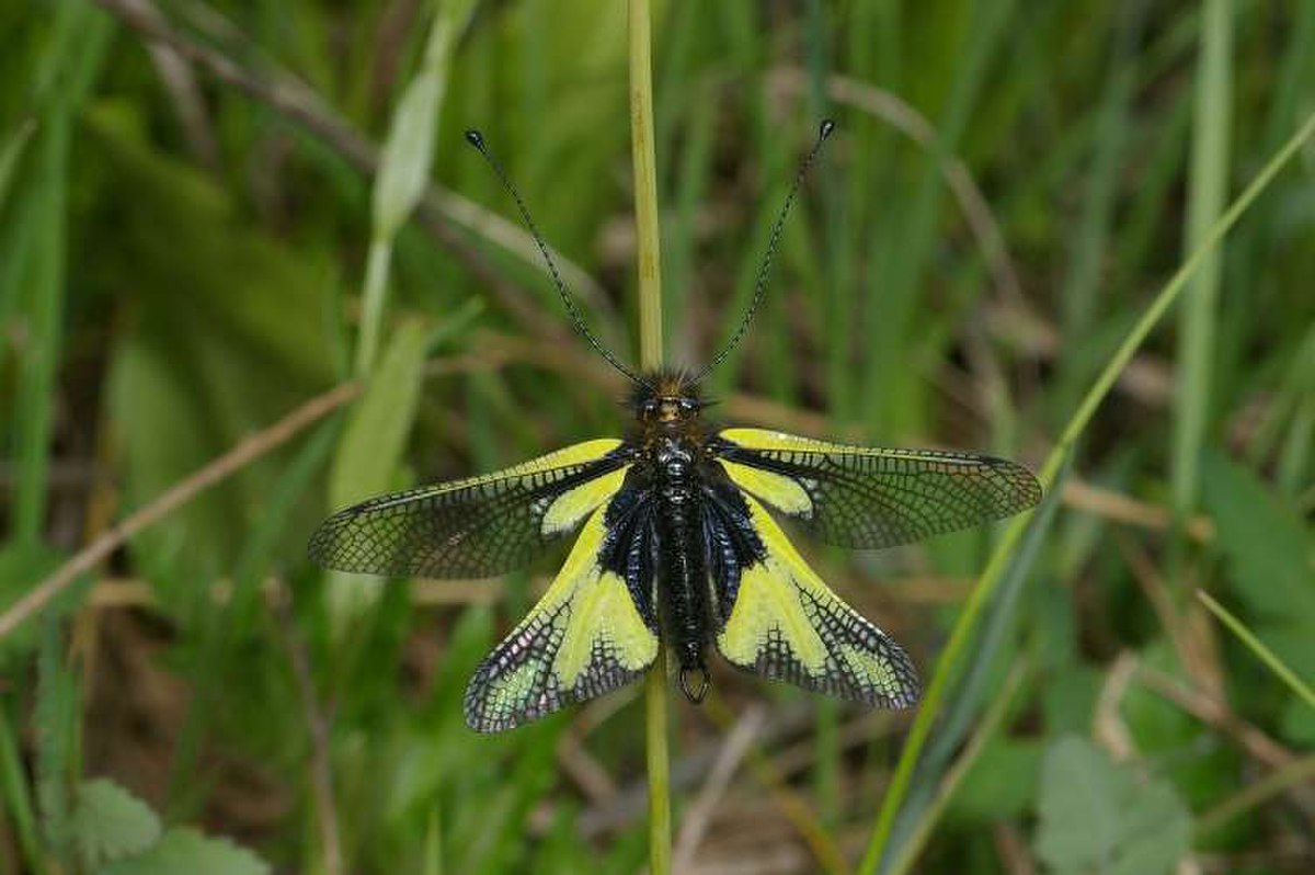 Neuroptera (classification phylogénétique)