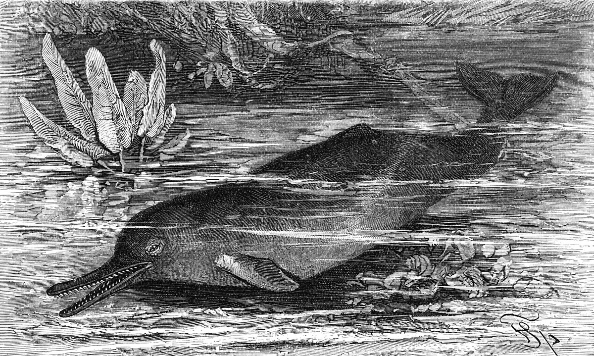 Platanistidae