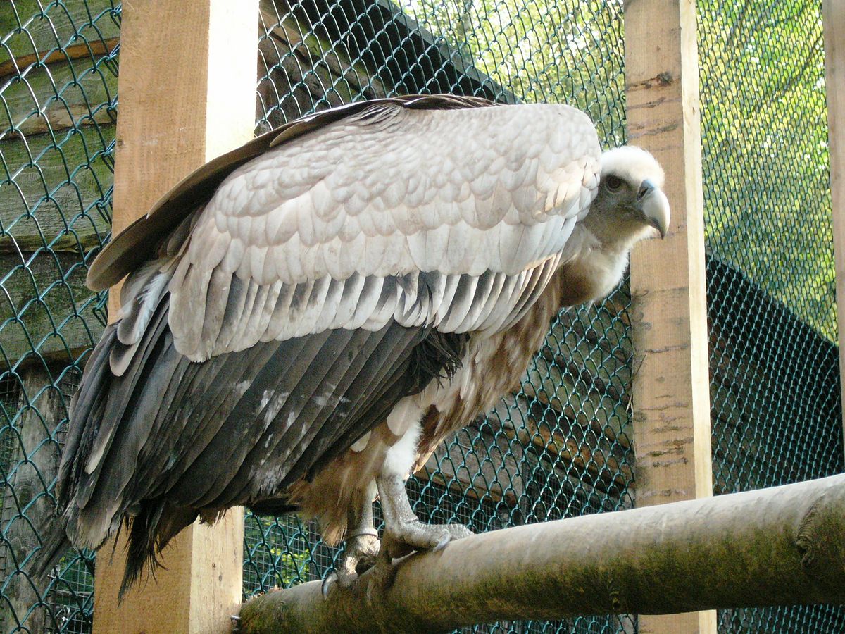 Vautour de l'Himalaya