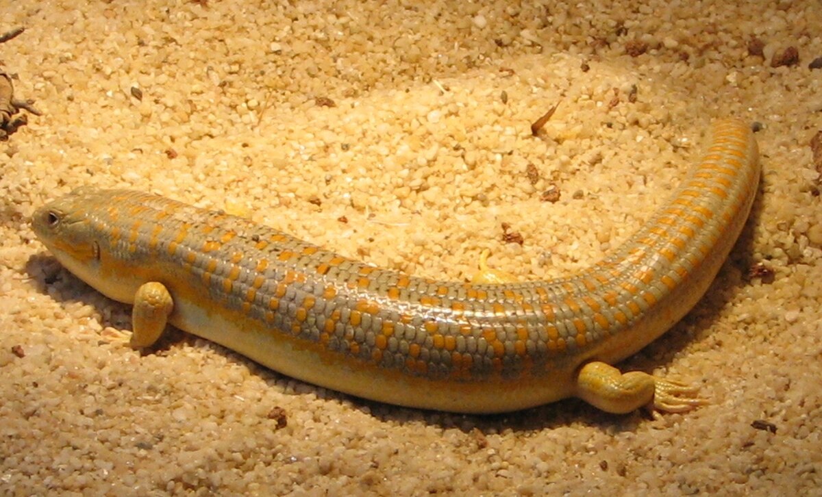 Eumeces