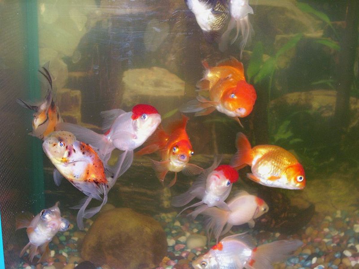 Aquarium pollué et surpeuplé