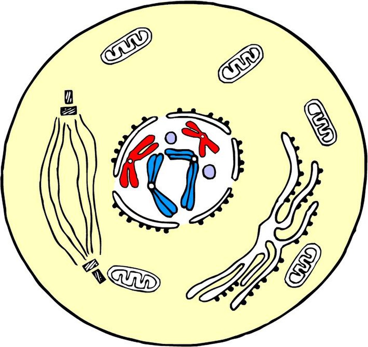 Schprophase.jpg