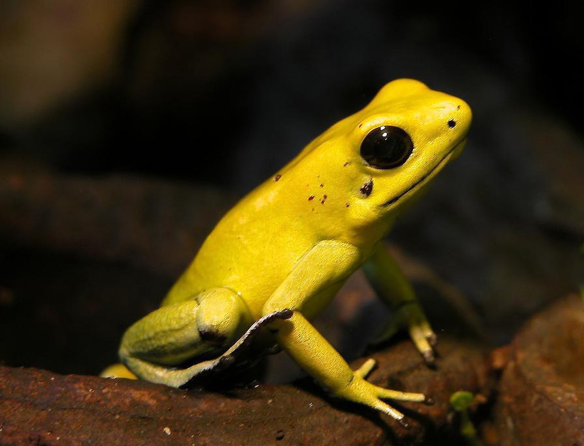 Phyllobates