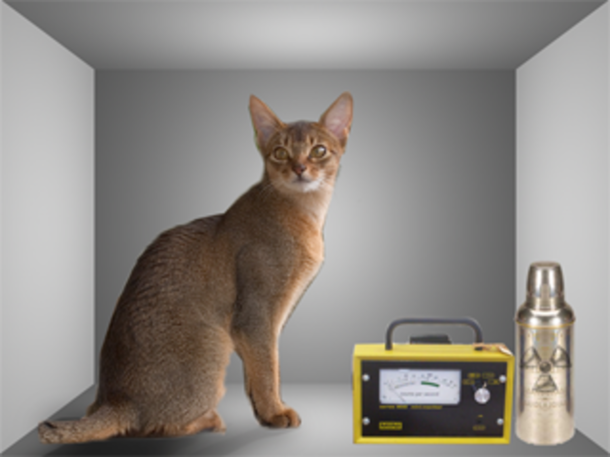 Chat de Schrödinger