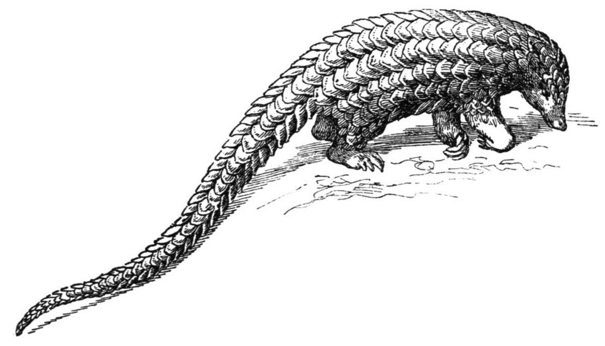 Pangolin à longue queue
