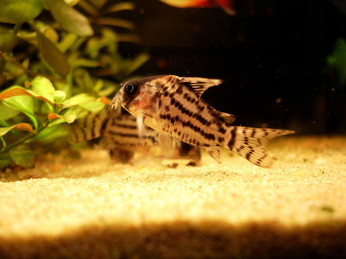 Corydoras schwartzi