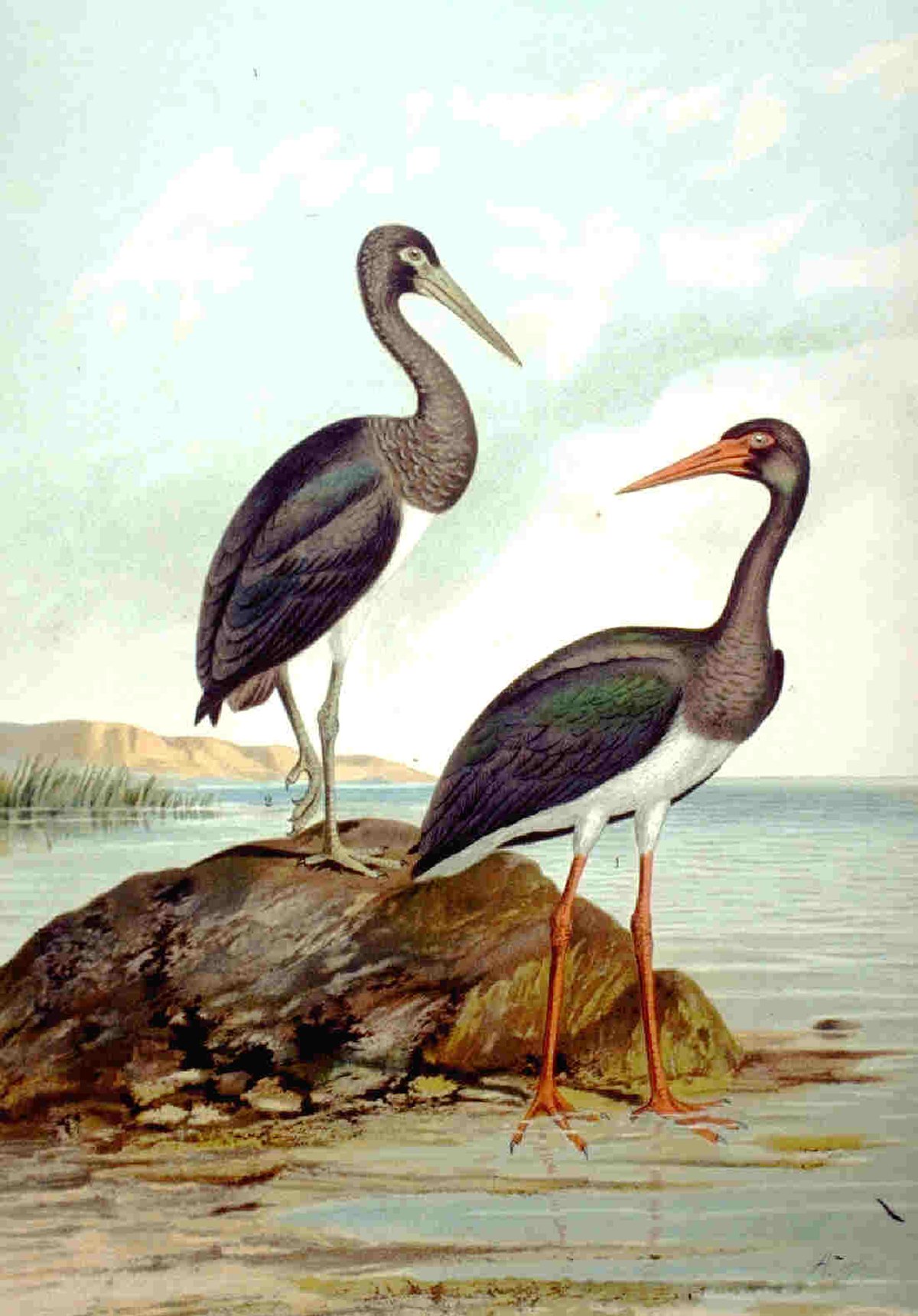 Cigogne
