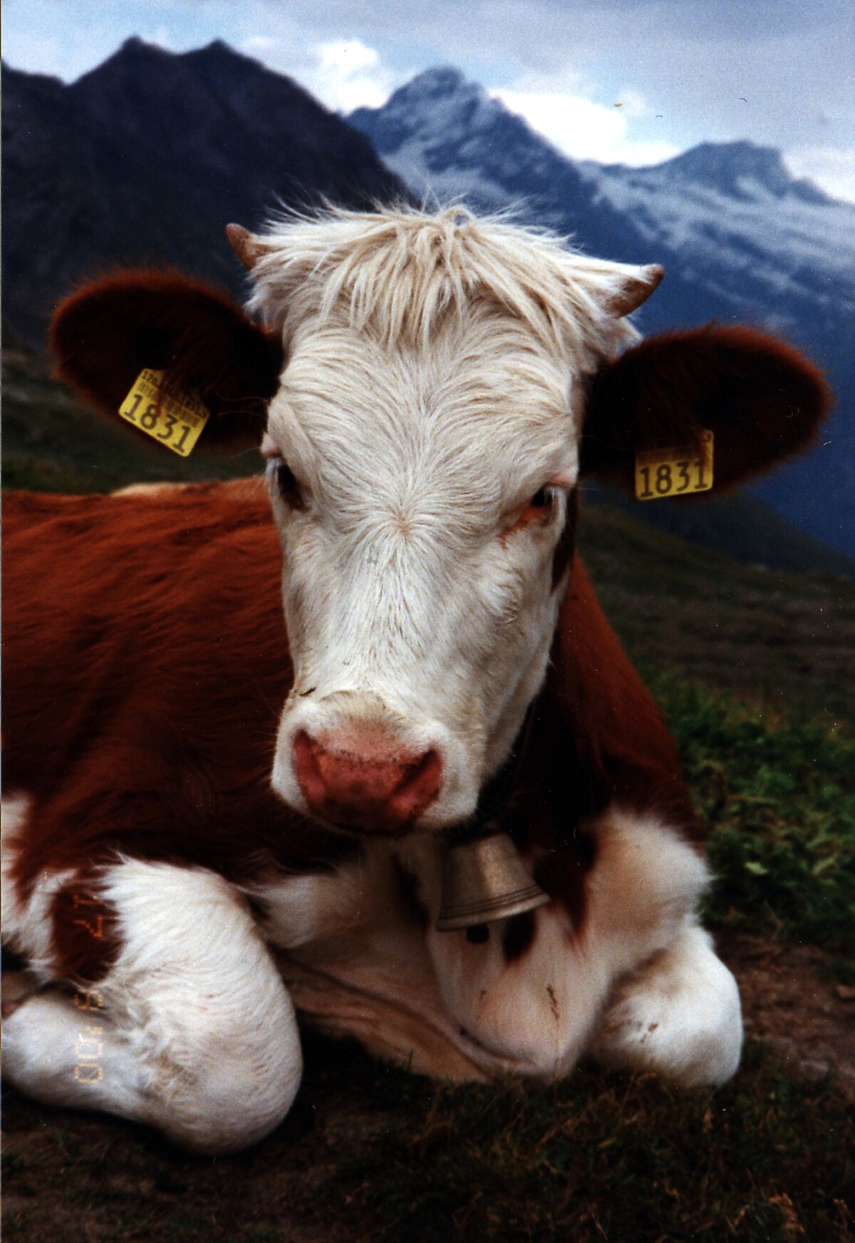 Simmental (race bovine)