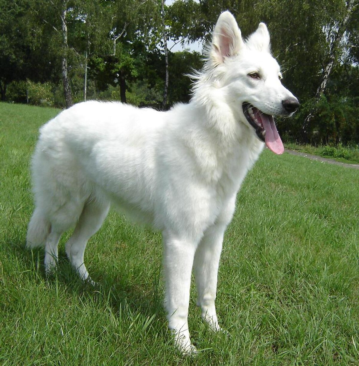 Berger blanc suisse