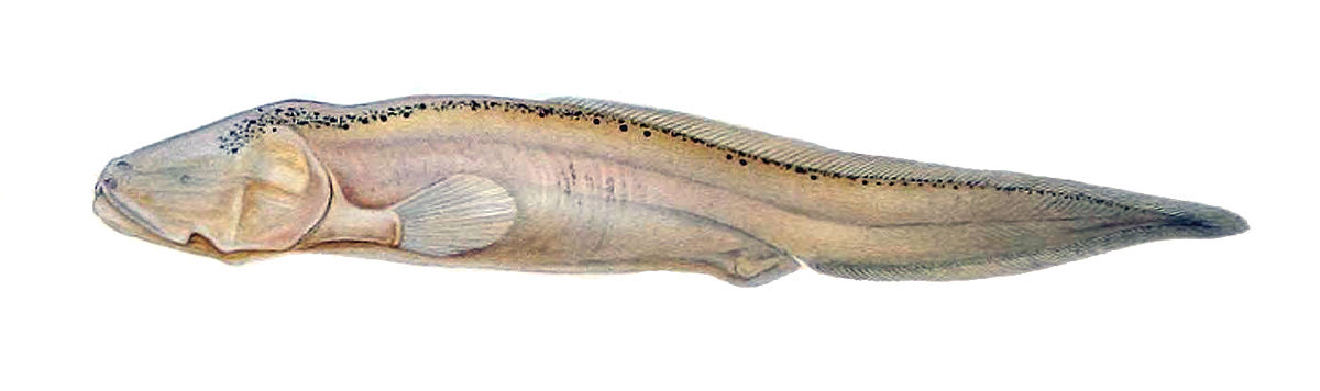 Aphyonidae