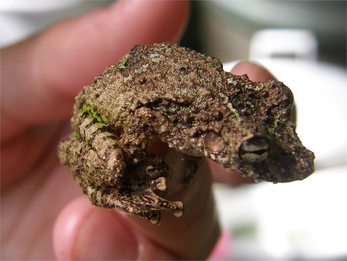 Scinax boulengeri