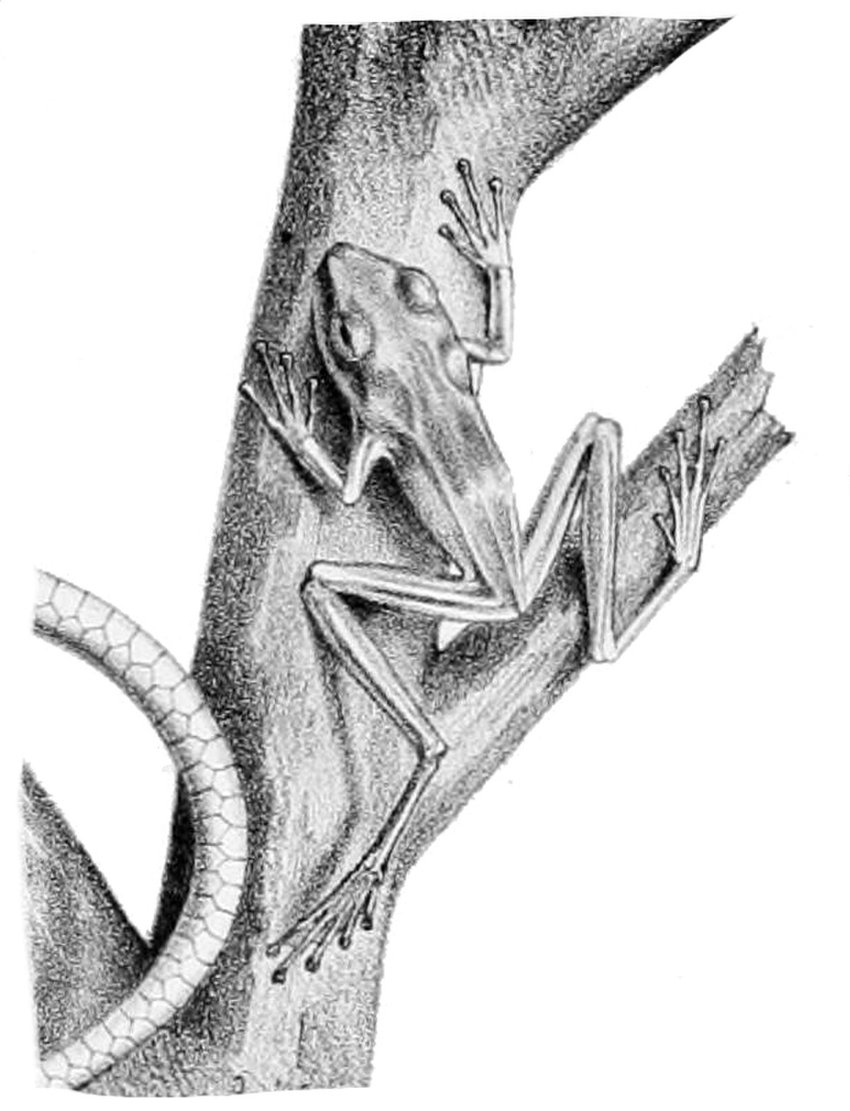 Scinax elaeochrous