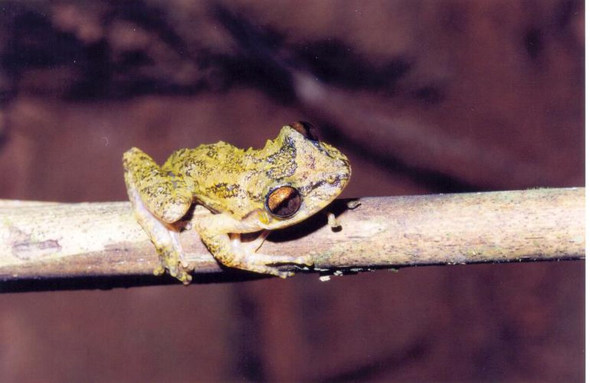 Scinax longilineus