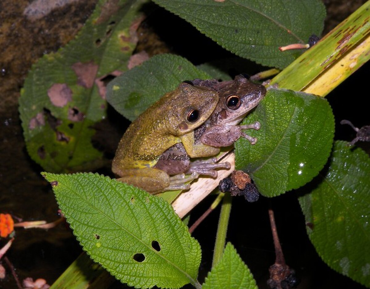 Scinax ruber