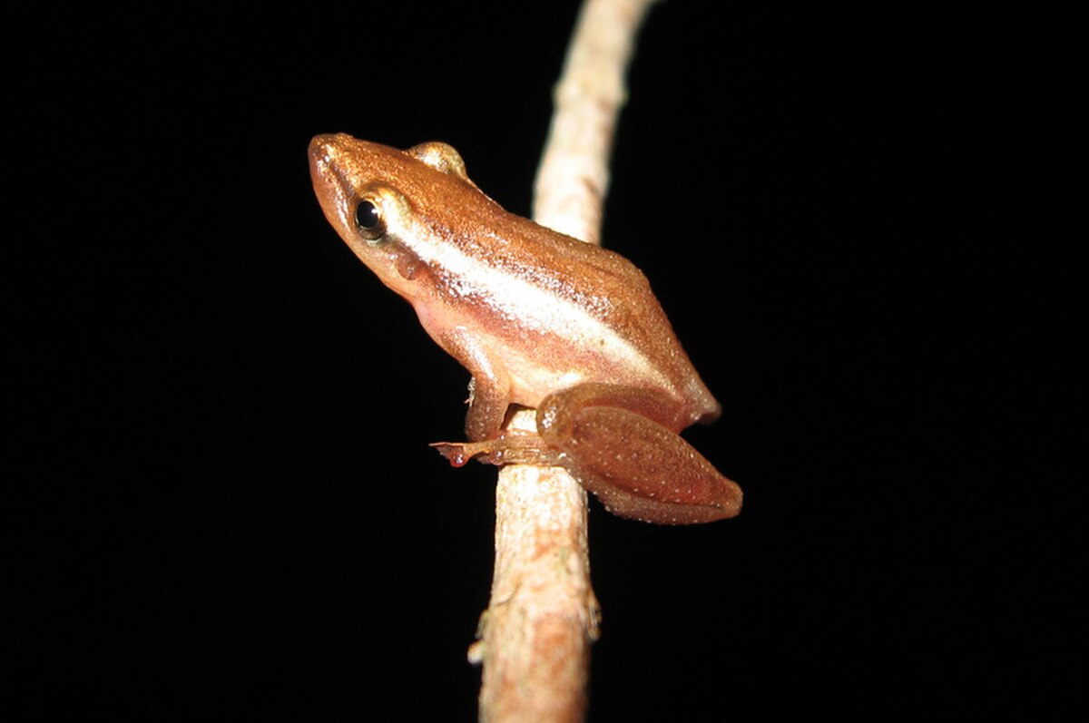 Scinax squalirostris