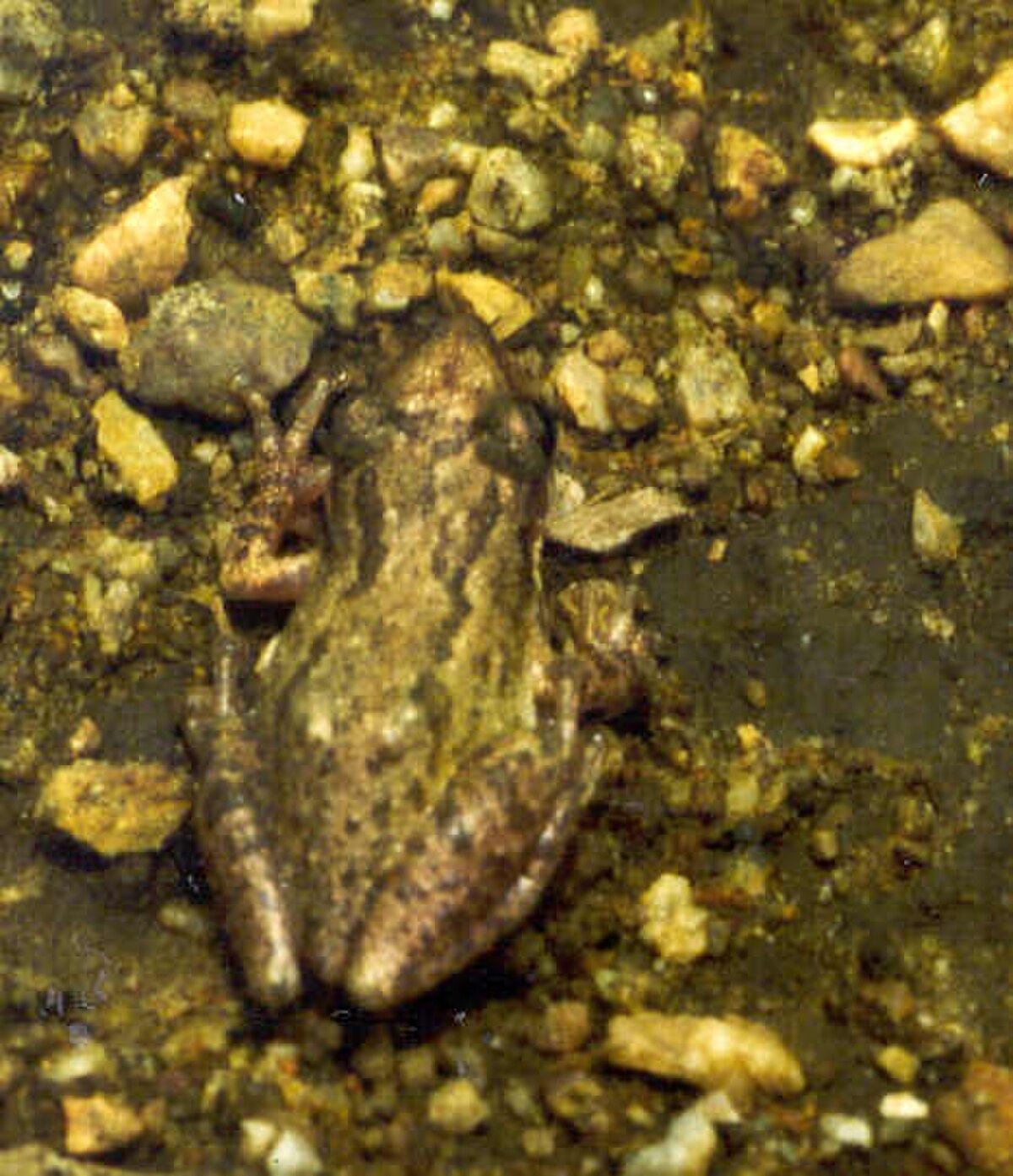 Scinax staufferi