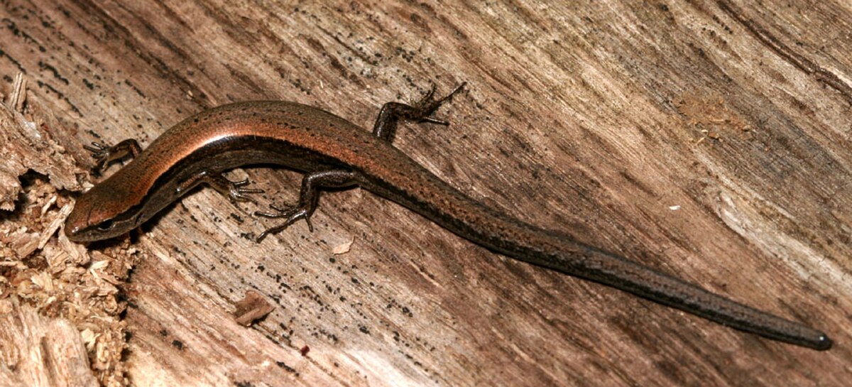 Scincella