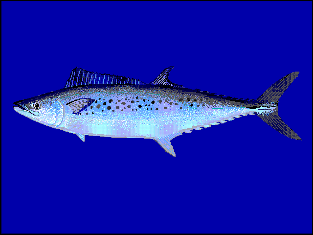 Scomberomorus