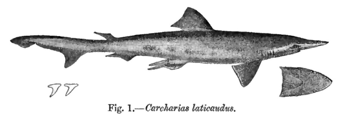 Scoliodon laticaudus