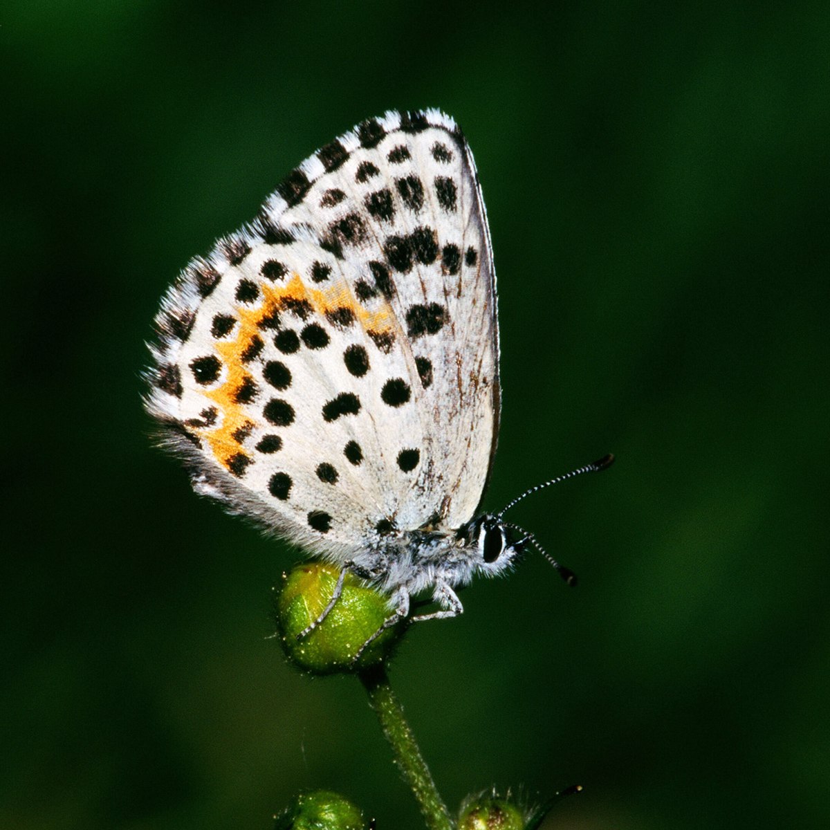 Azuré des orpins