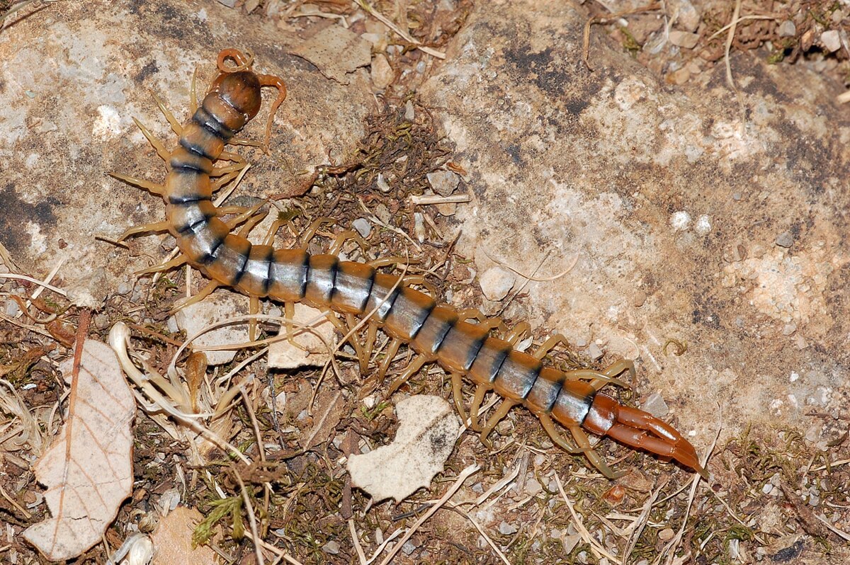 Scolopendra