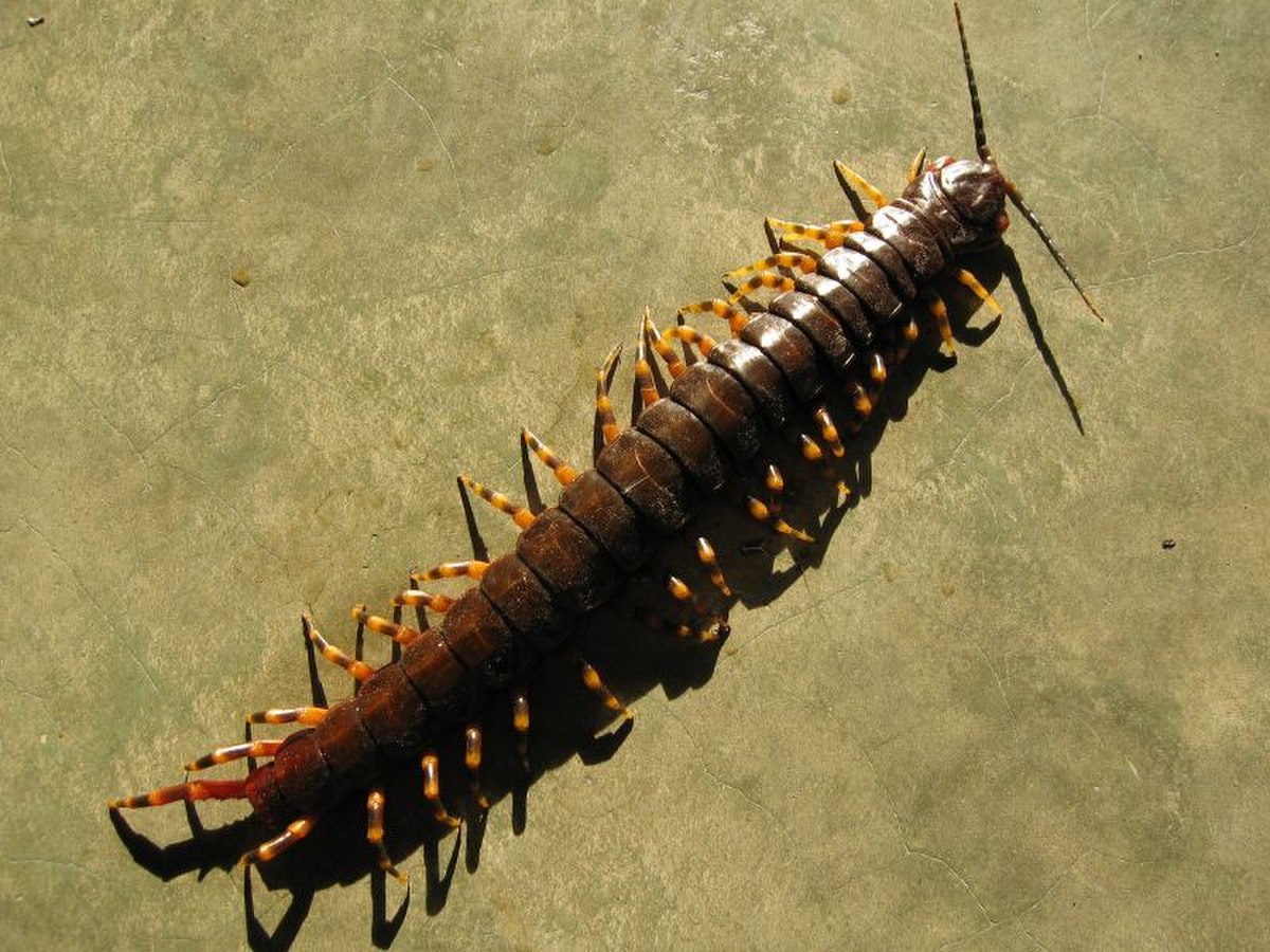 Scolopendra gigantea