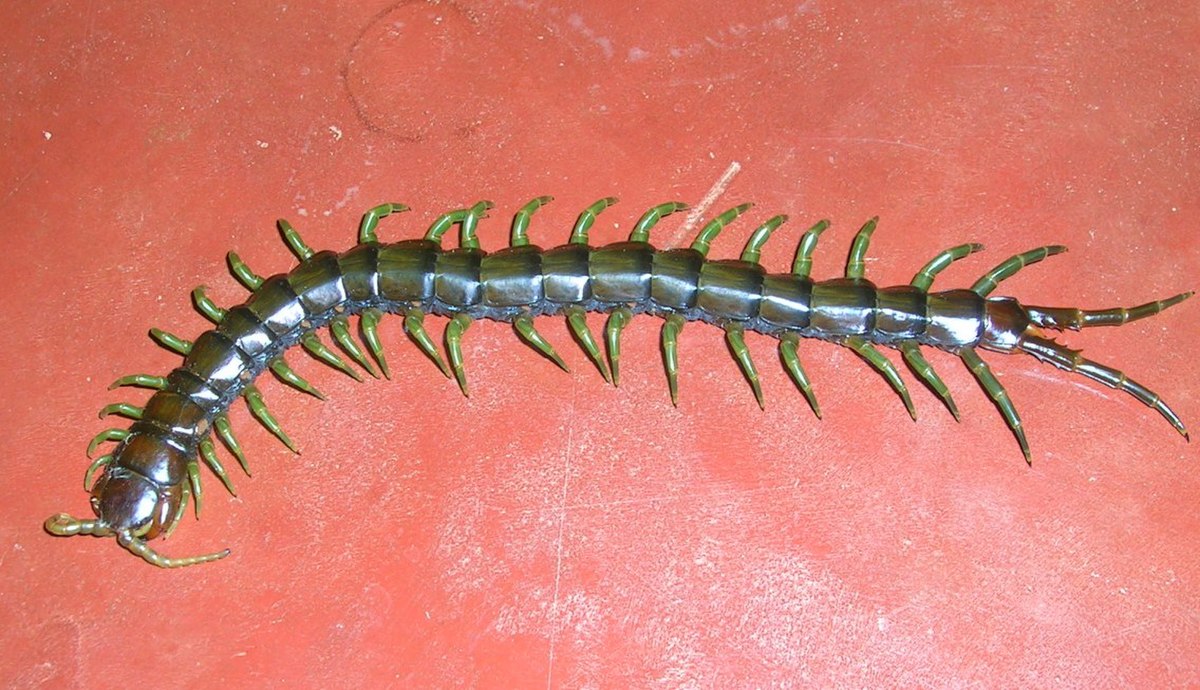 ScolopendraWynaad.jpg
