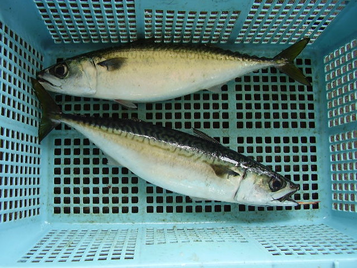 Scomber japonicus