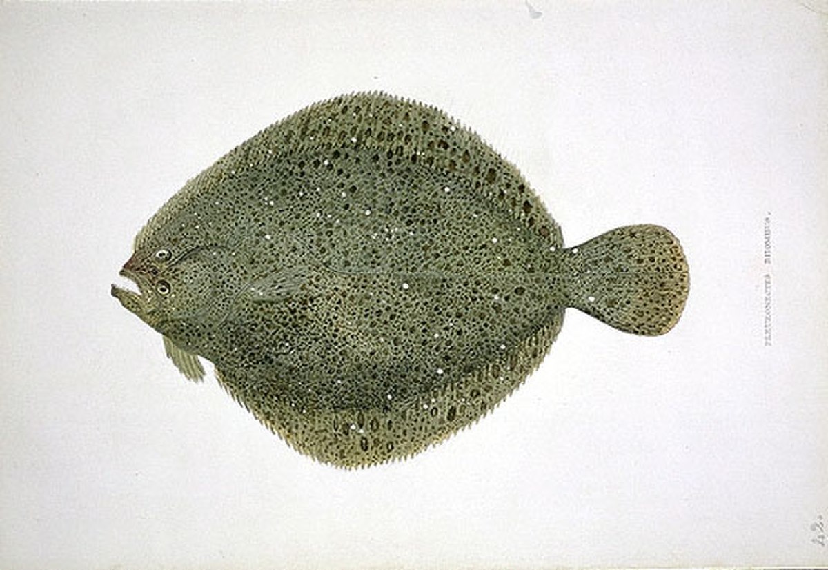 Scophthalmus rhombus