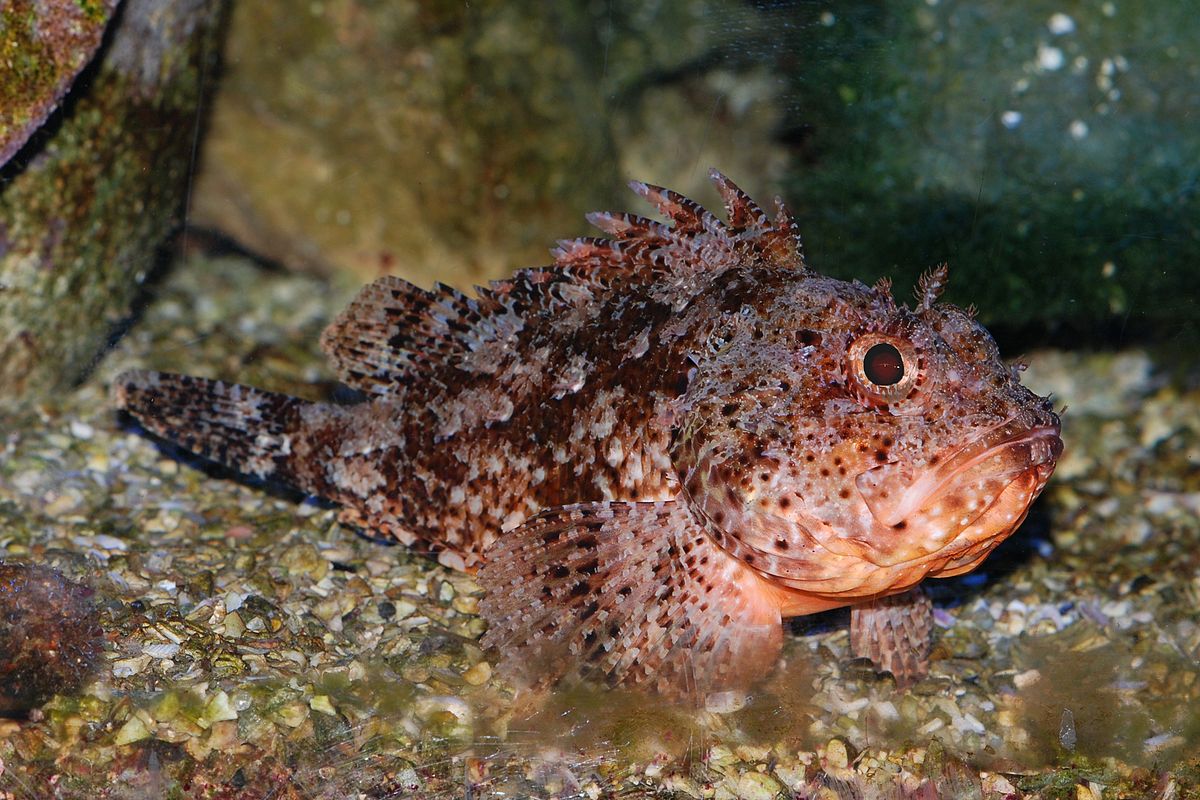 Scorpaenidae