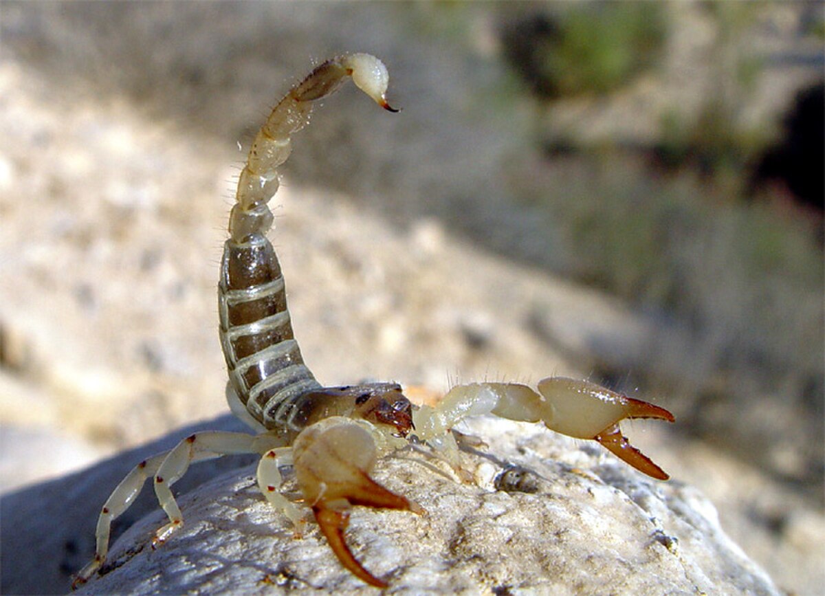Crise écologique : les scorpions auraient la faculté de survivre aux radiations de l'hiver nucléaire.