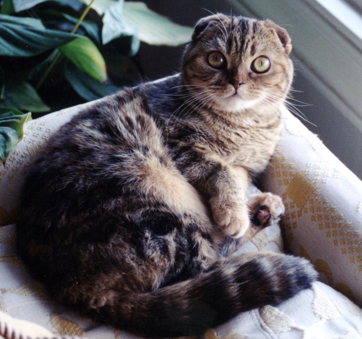 Scottish fold