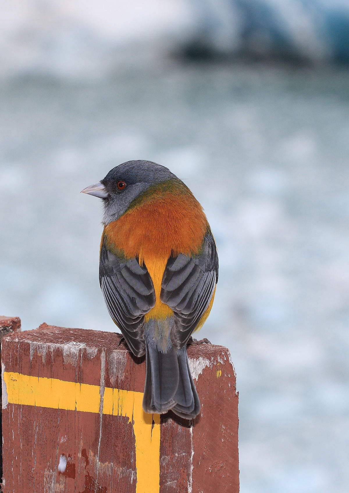 Phrygilus