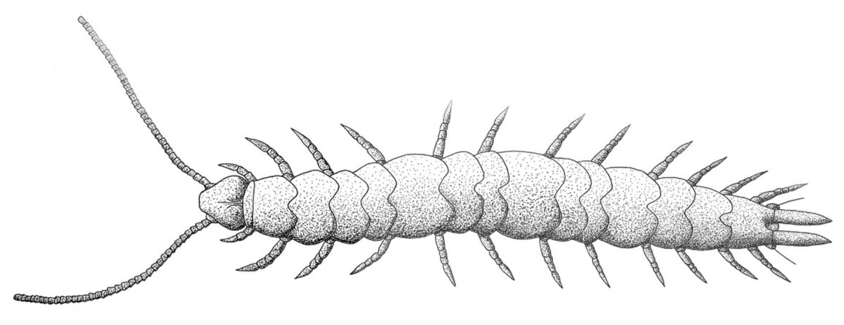 Symphyles