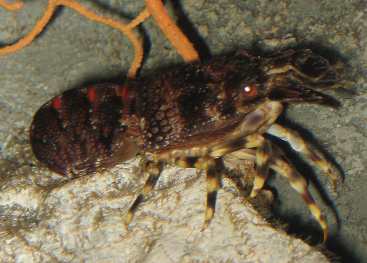 Scyllaridae