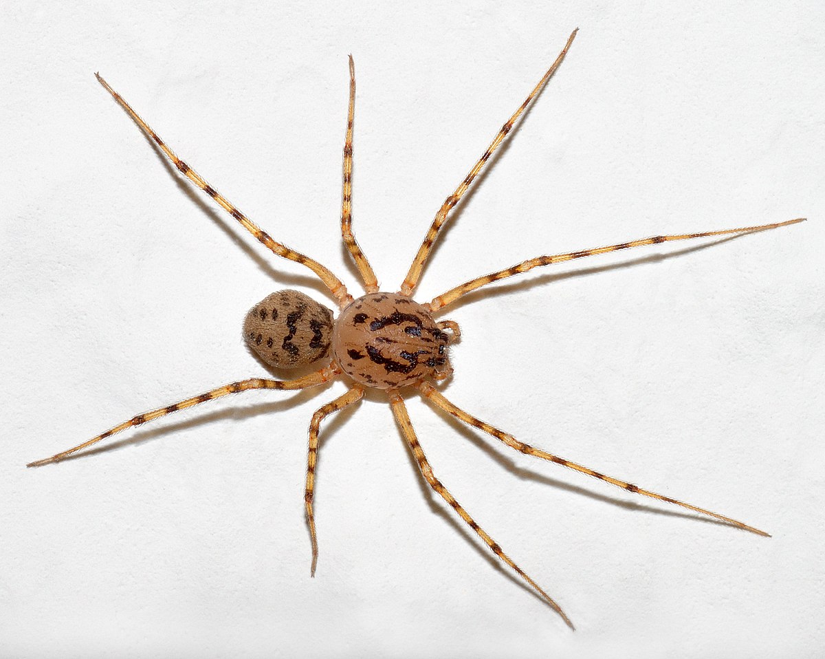 Scytodes
