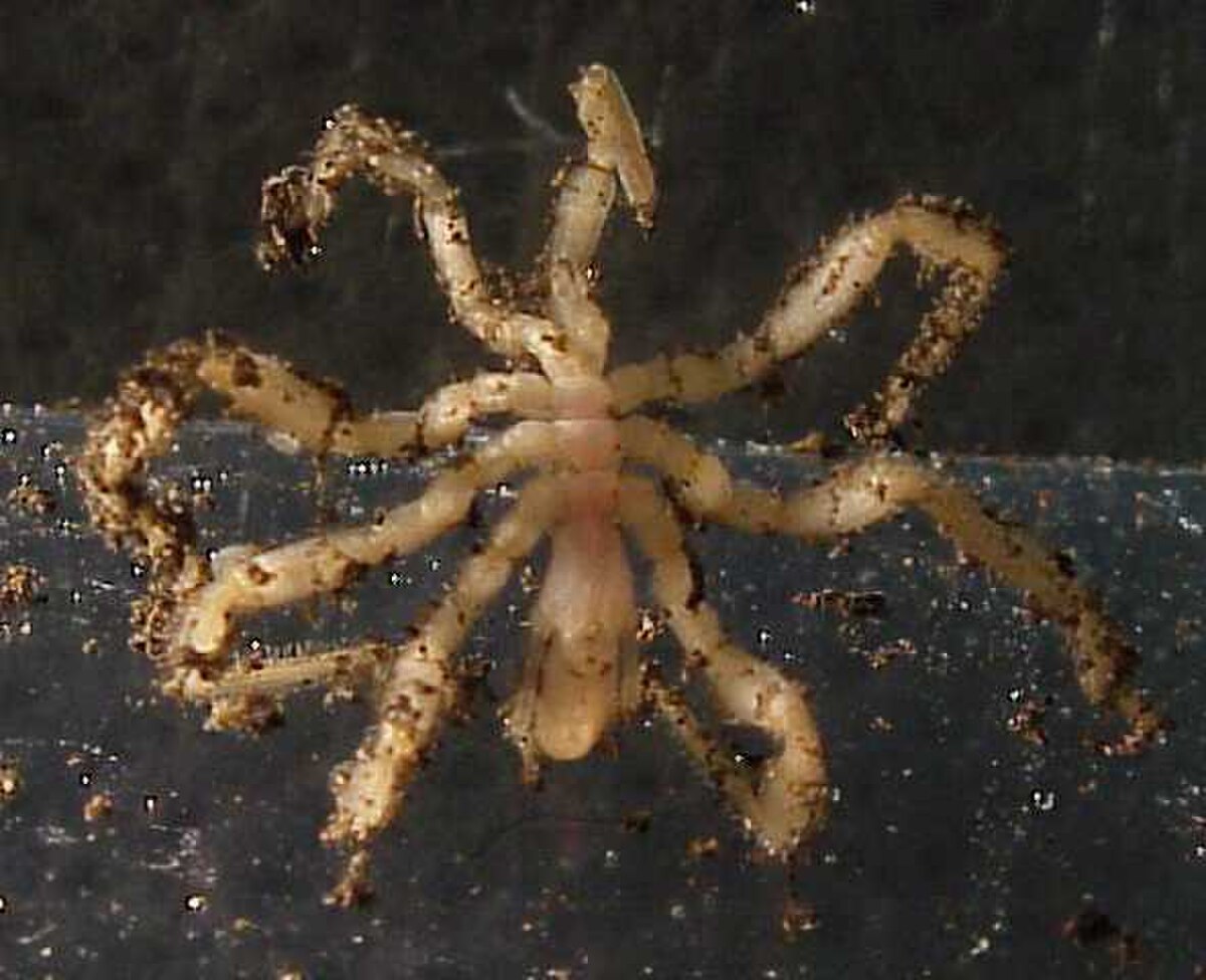 Pycnogonida