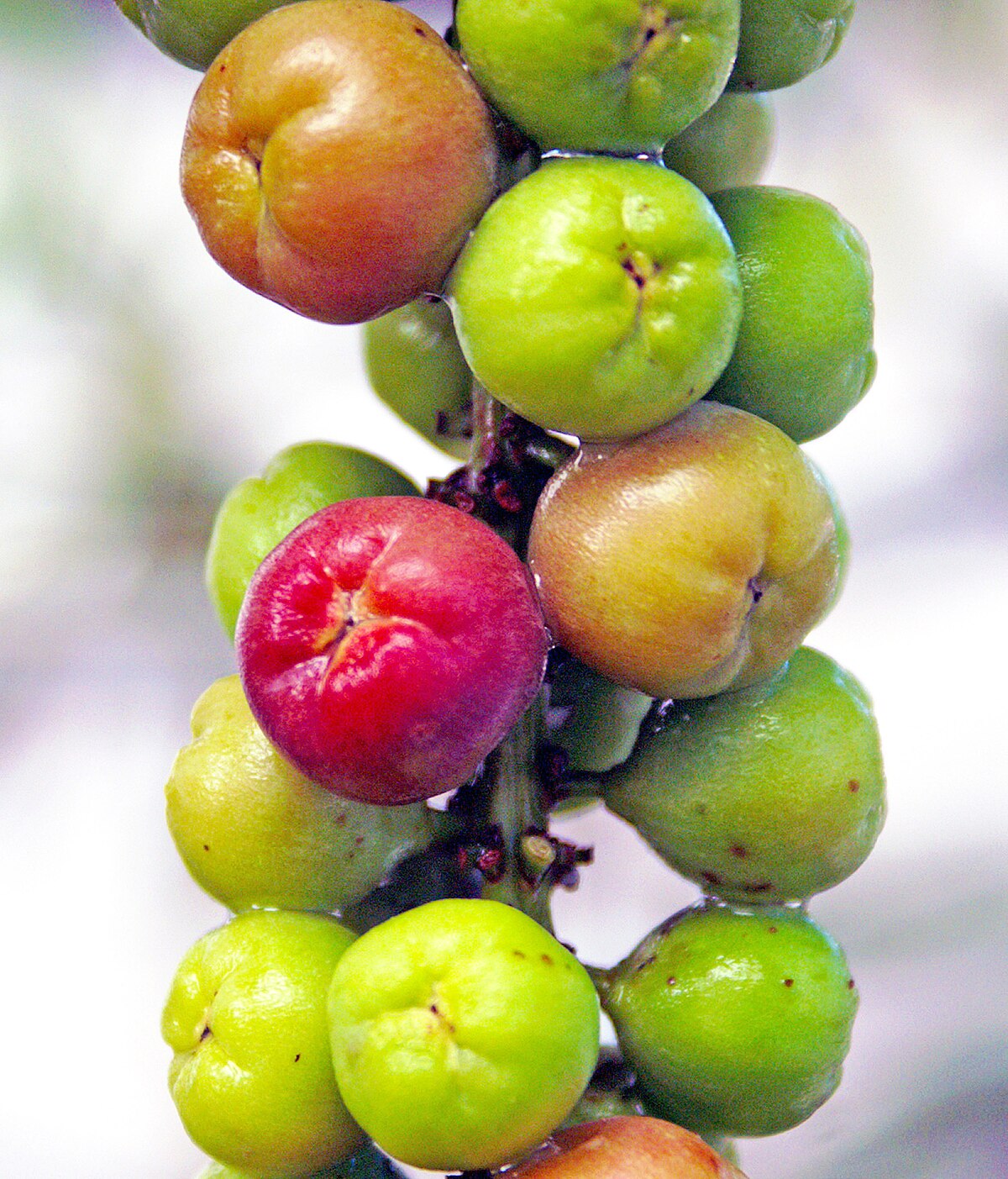 Seagrape-bunch02.JPG