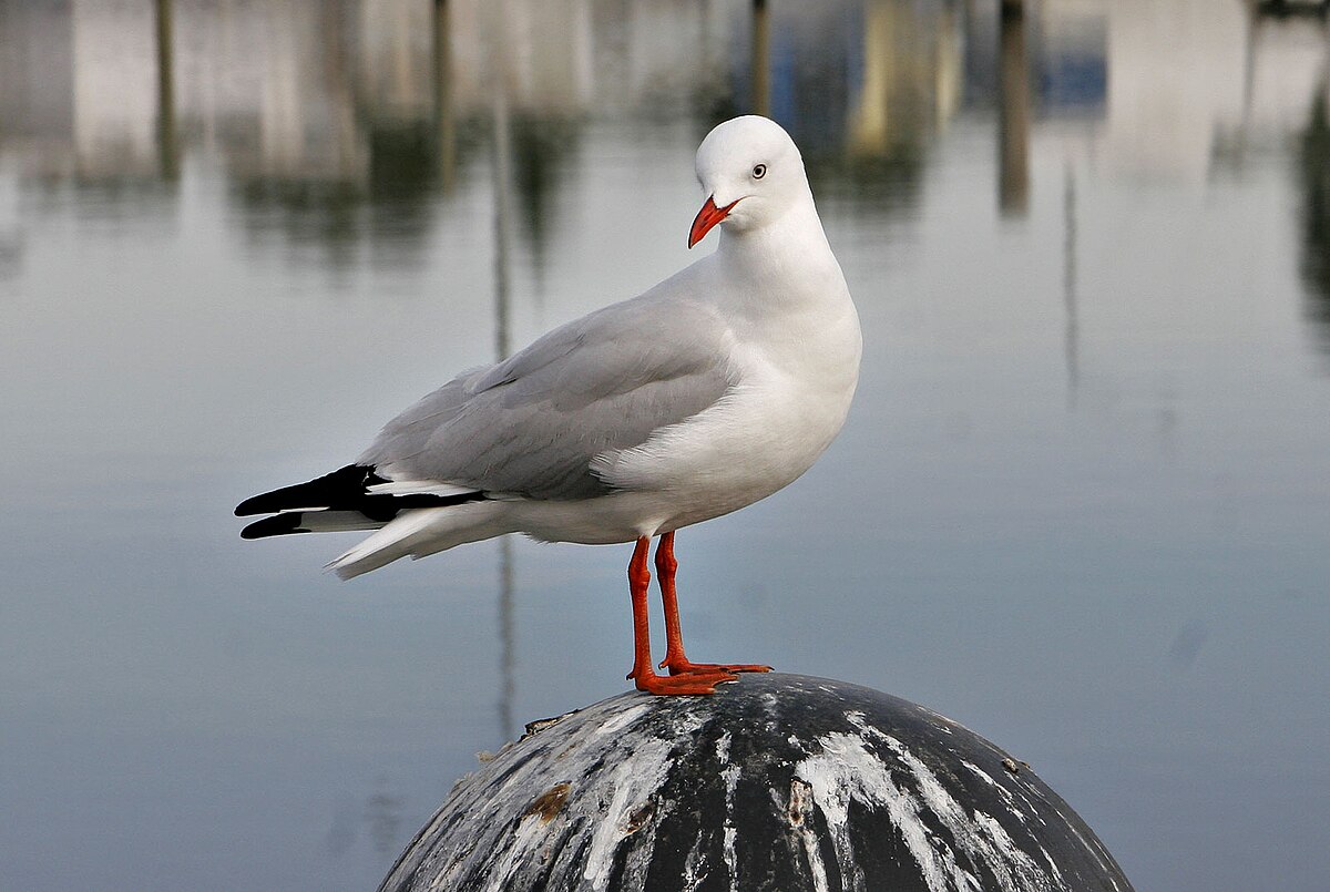 Seagull on sale pier.jpg