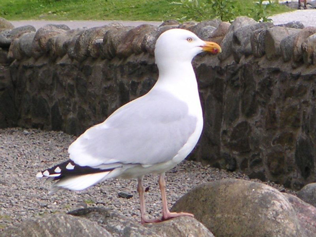 Goéland argenté
