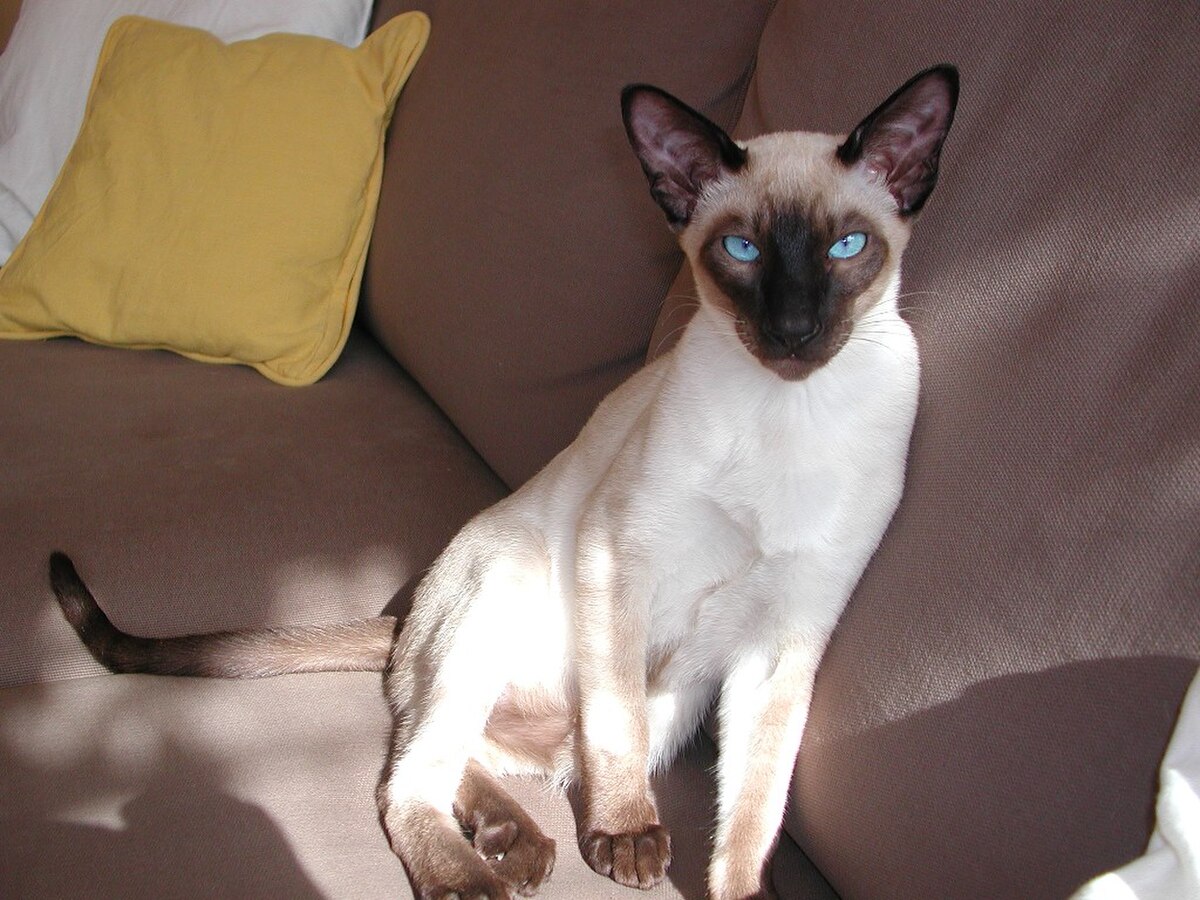 Siamois (chat)