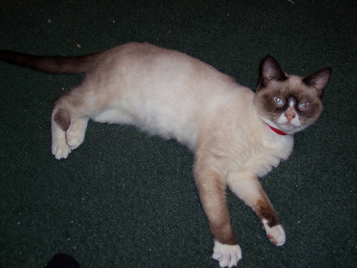Snowshoe