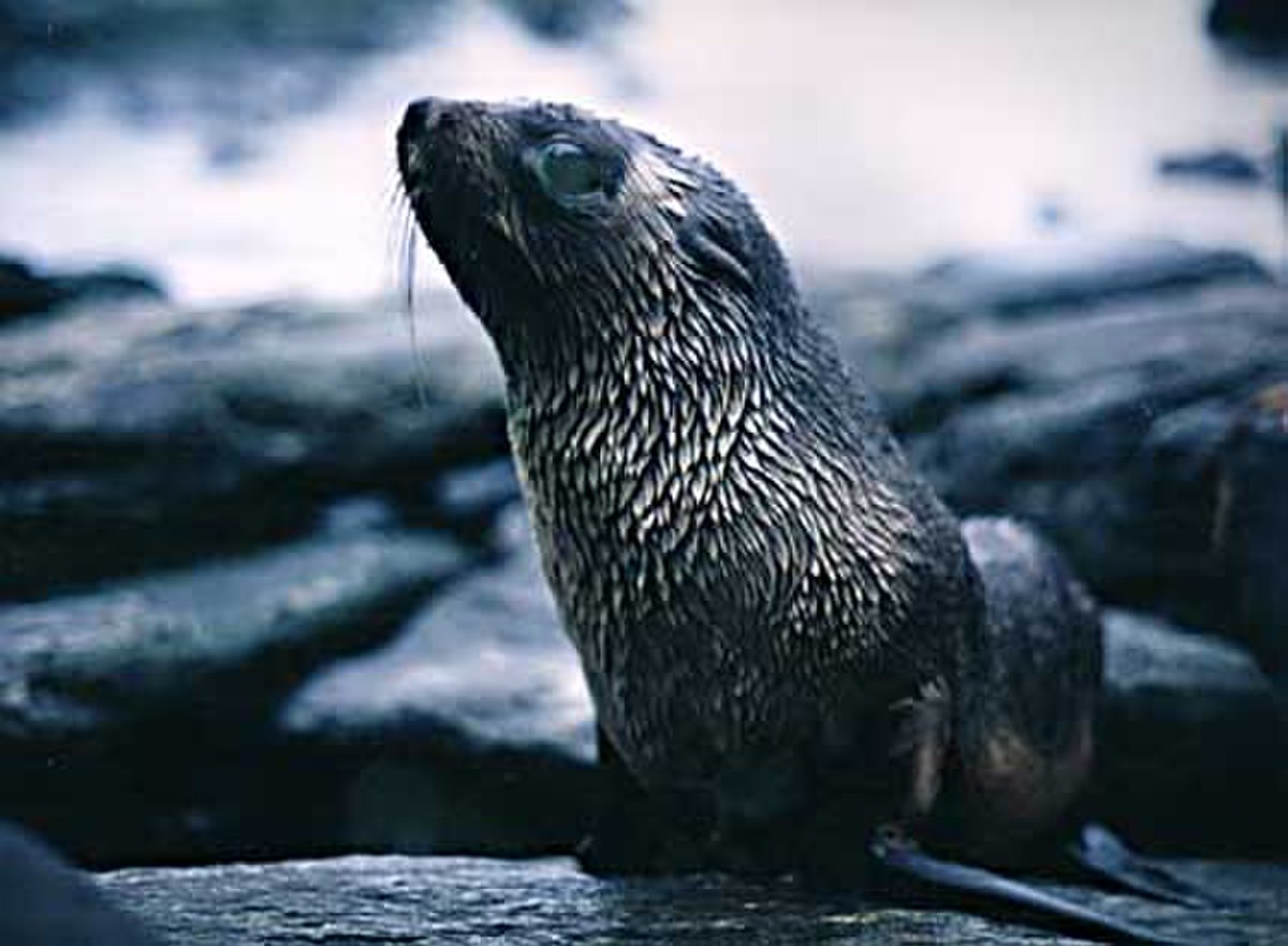 Arctocephalinae