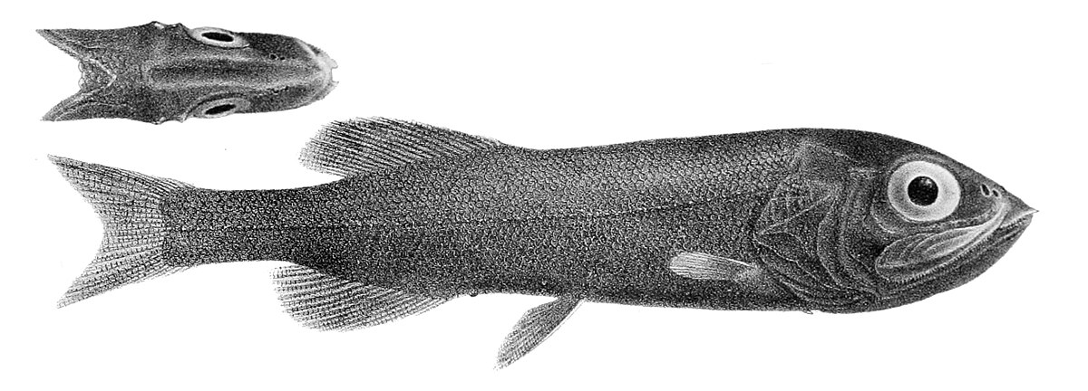 Platytroctidae