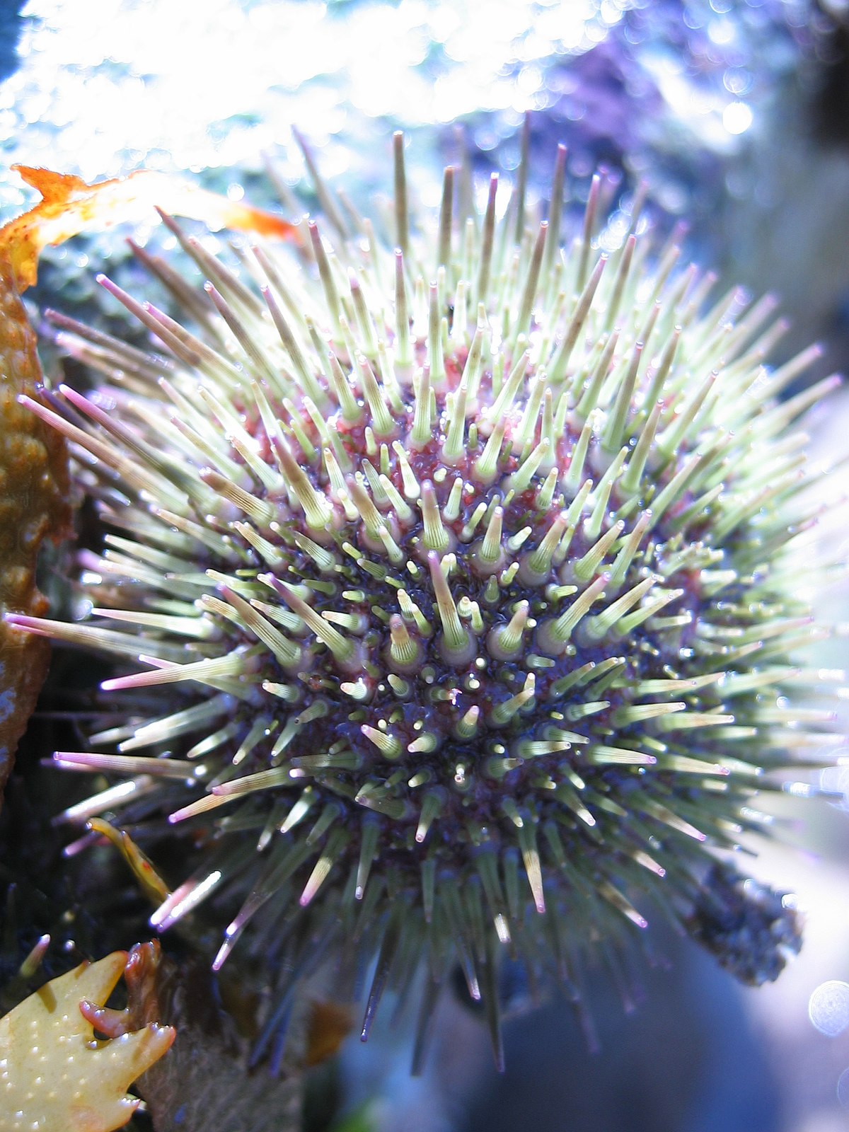 Echinoidea