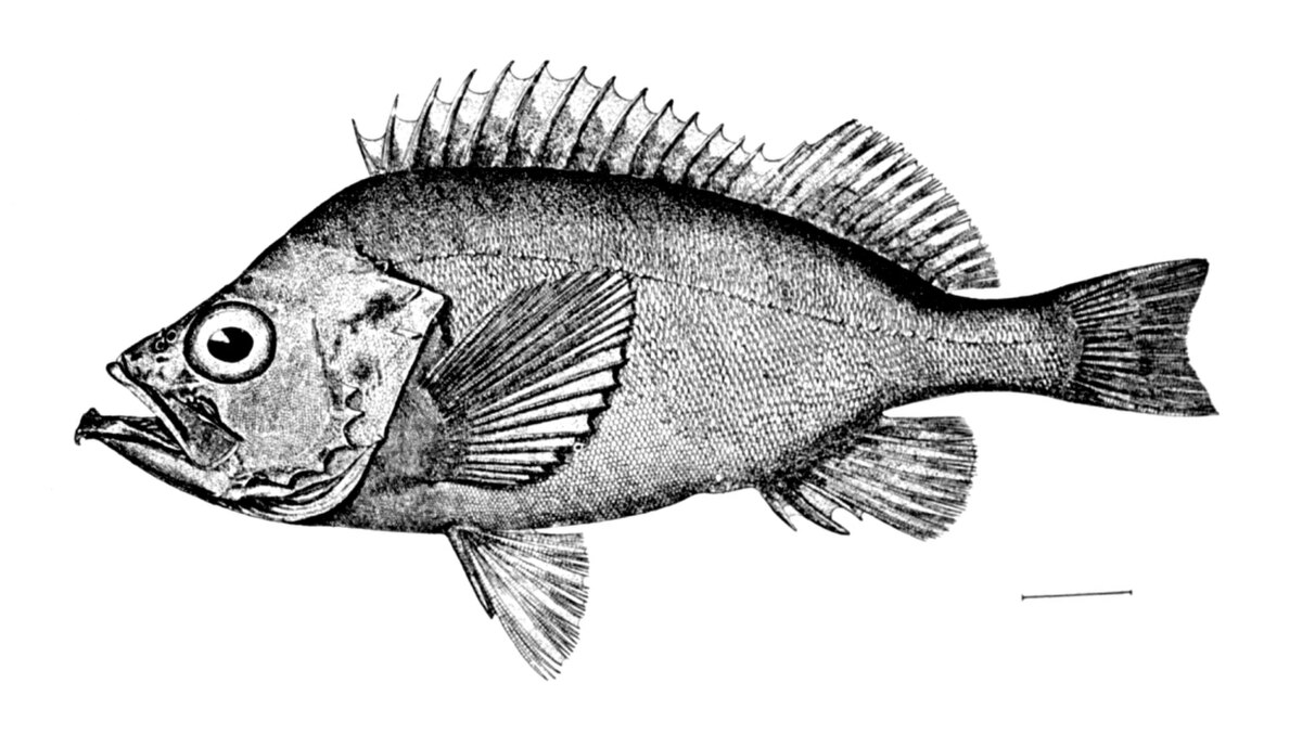 Sebastes marinus