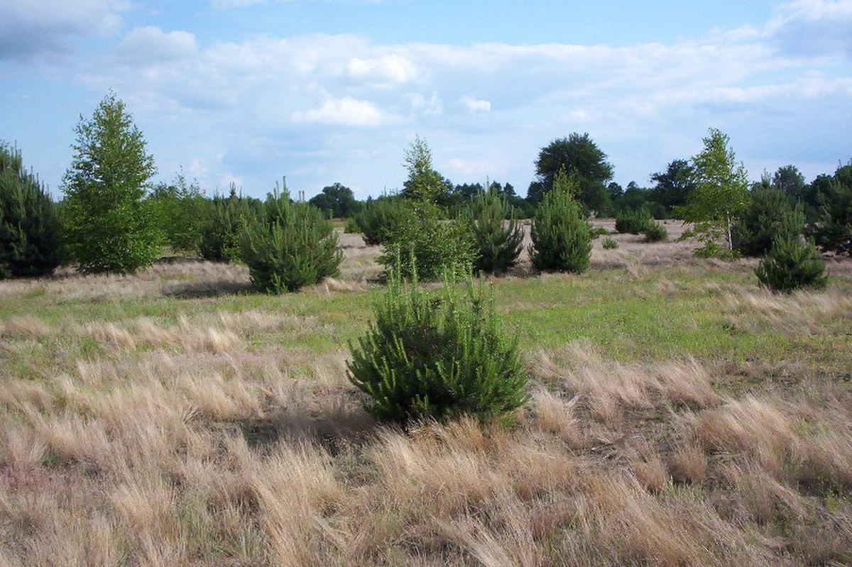 Succession écologique