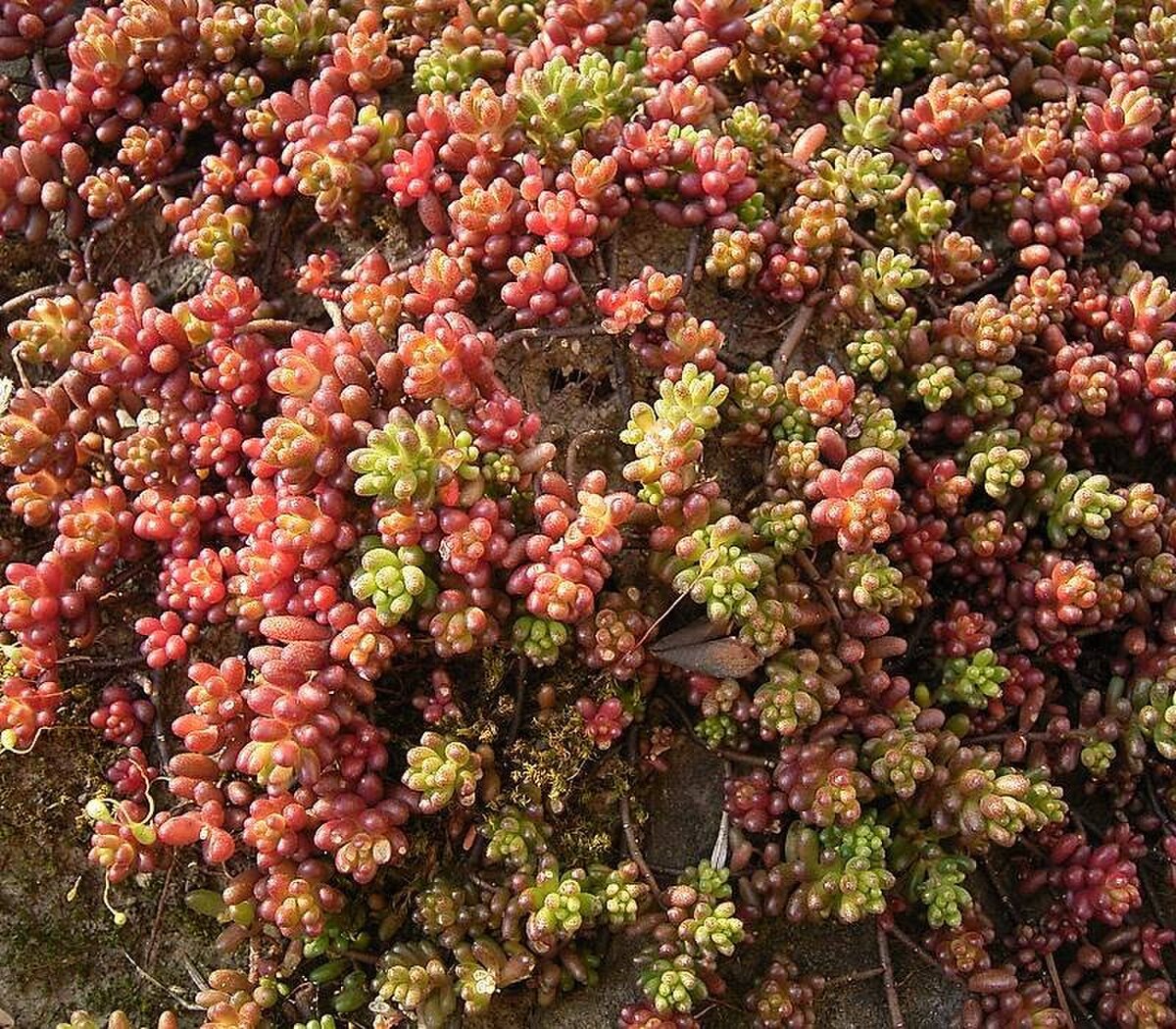 Une plante grasse rampante avec des nuances rouges